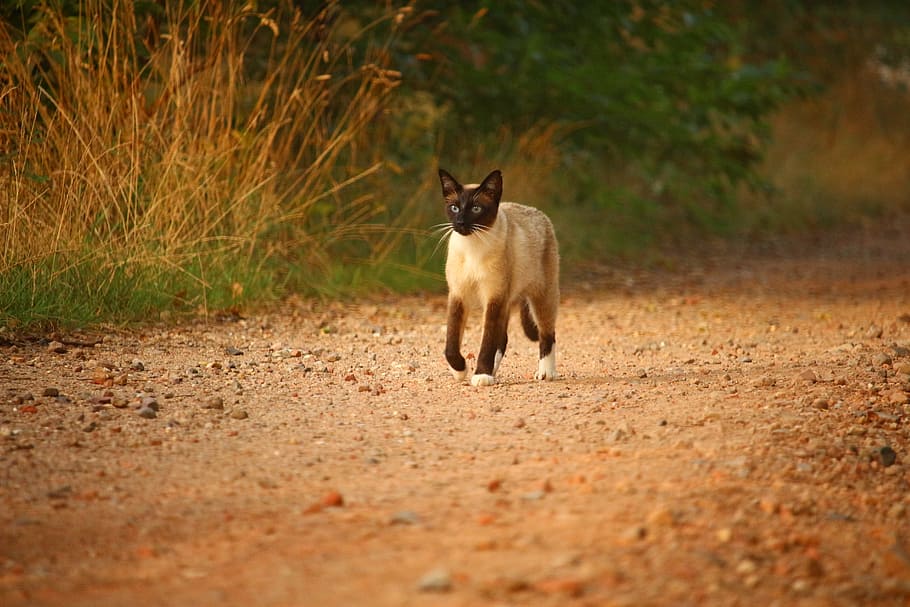 cat, mieze, kitten, siamese cat, away, lane, grass, animal themes HD wallpaper