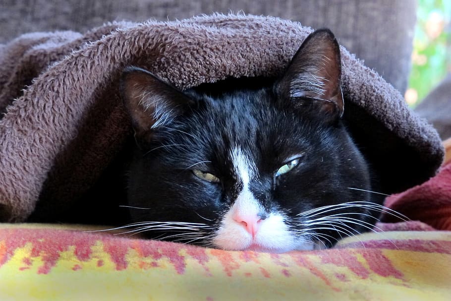 cat, tired, blanket, head, concerns, rest, domestic cat, sleepy HD wallpaper