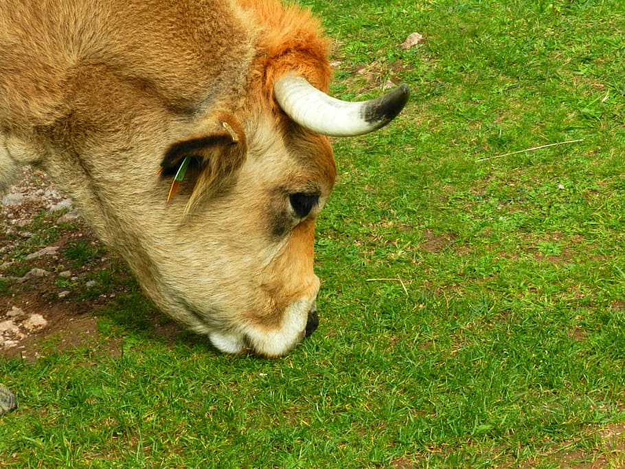 Head, Cow, Eat, Grass, one animal, livestock, animal themes HD wallpaper