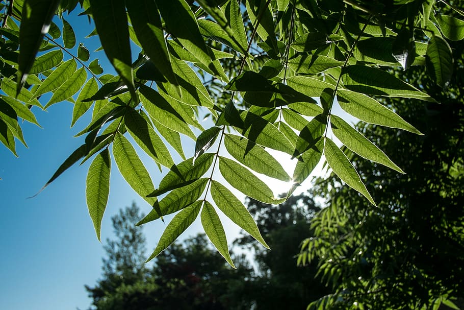 backlight, leaves, sun, sky, landscape, trasluz, green, plant HD wallpaper