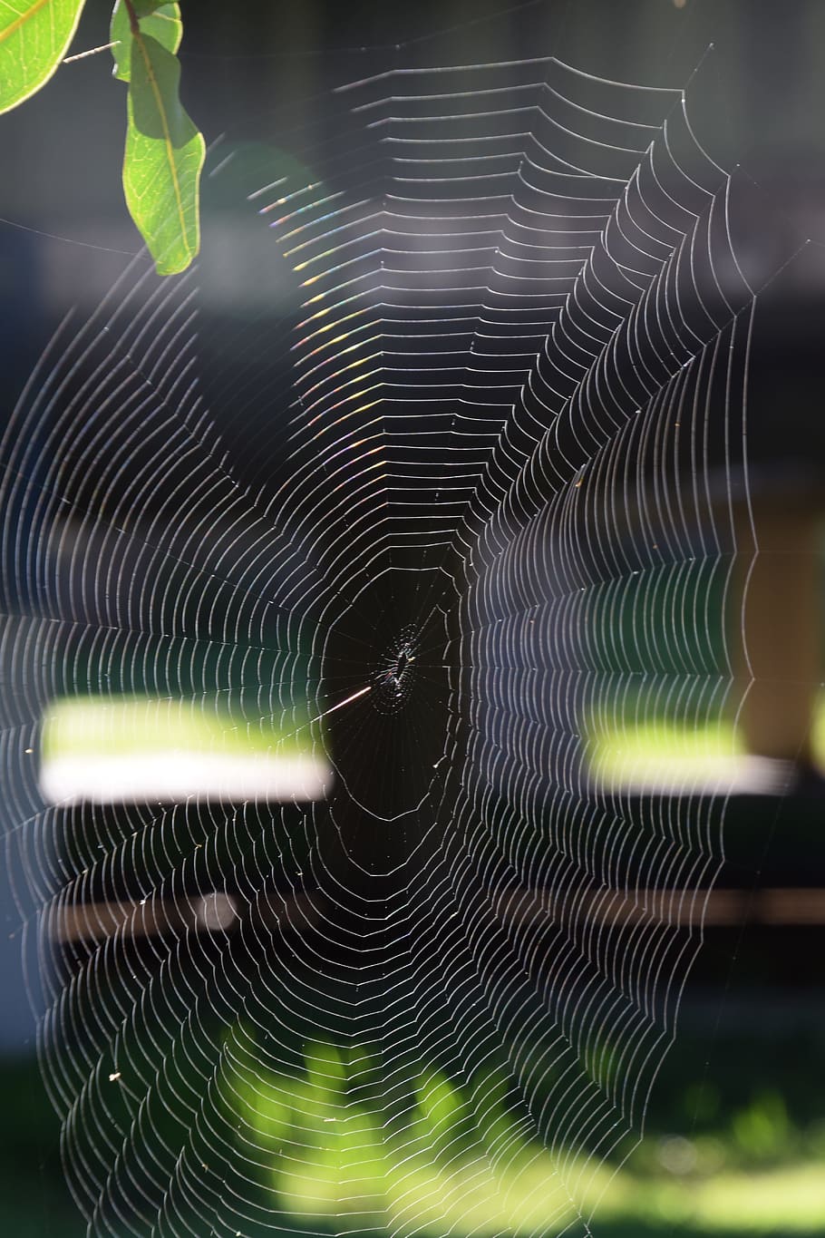 spider web, prey, trap, fragility, no people, vulnerability HD wallpaper