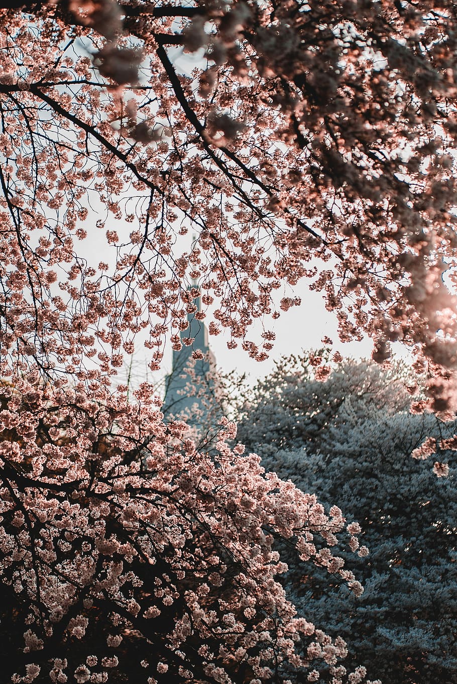 shallow-focus photography of pink flowers blooming during sunrise, selective focus photography of trees HD wallpaper