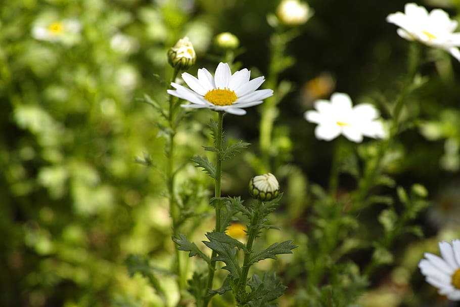 daisy, flower, spring, macro, nature, close, travel, flower picture HD wallpaper