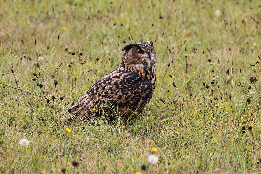 Eagle Owl, Bubo Bubo, Bird, Feather, nature, wild bird, fly HD wallpaper