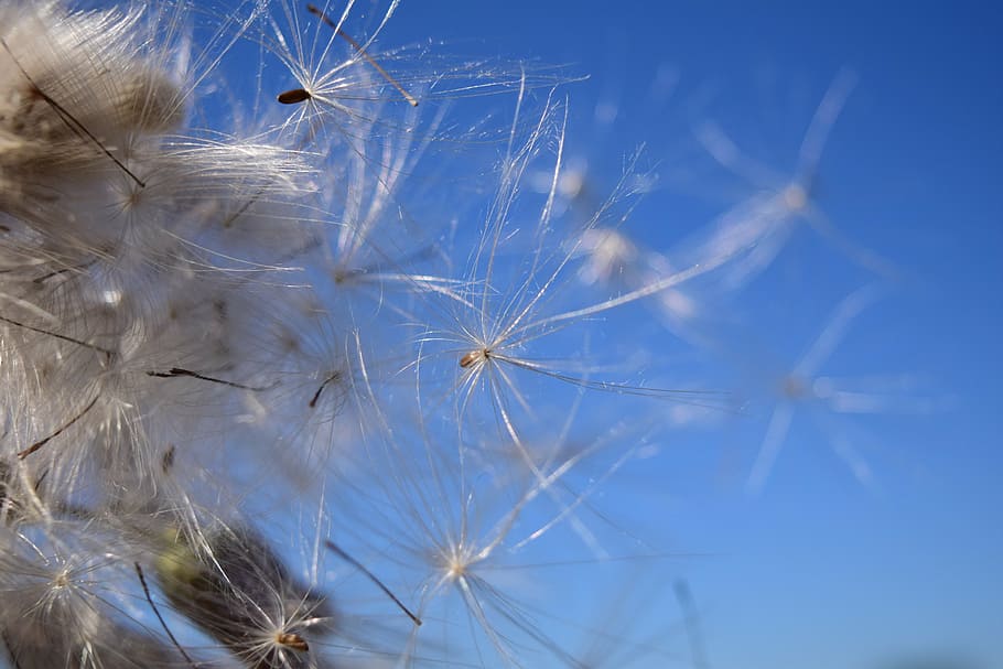 flying seeds, wind, sky, ease, tender, blue, close, multiplication HD wallpaper