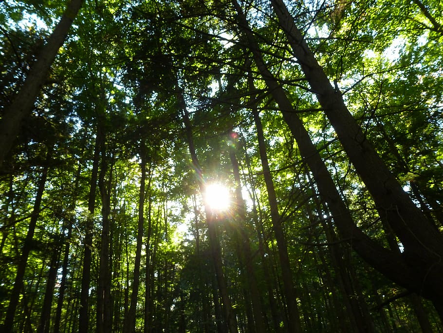 forest, sunlight, nature, tree, foliage, summer, leaves, ontario HD wallpaper
