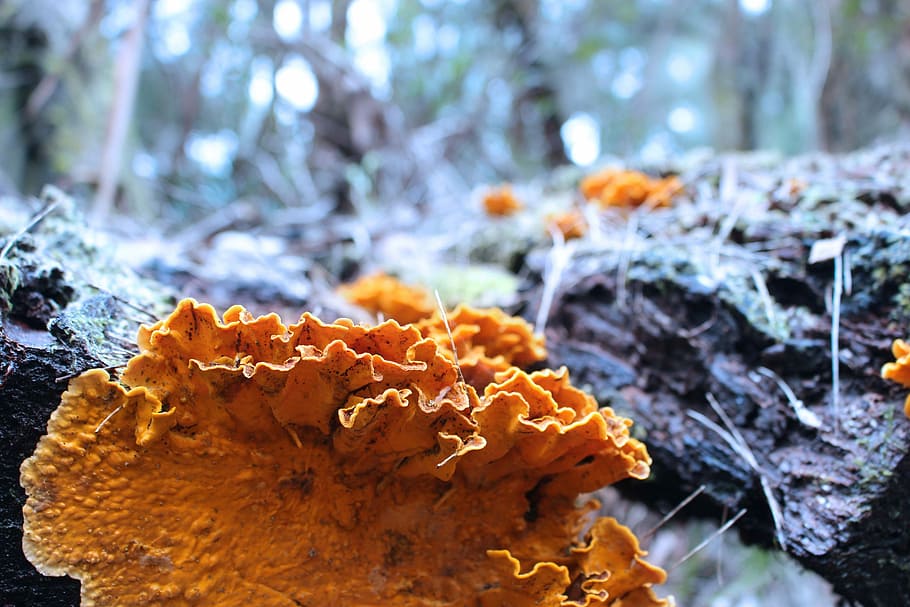 Fungus, Log, Forest, Yellow, Moss, close-up, winter, tree, no people HD wallpaper