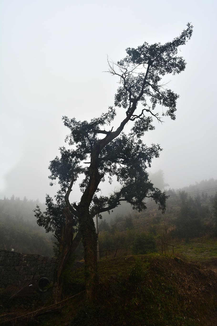 torreya tree, torreya tree centuries, shadows, fog, plant, tranquility HD wallpaper