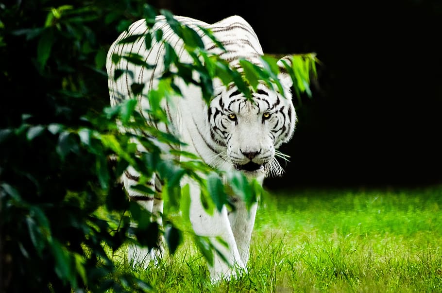 albino tiger walking on green grass field, white, predator HD wallpaper