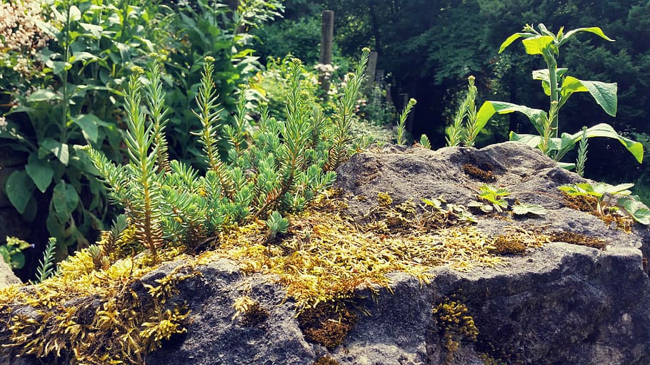 background, nature, stone, micro, rock, plant, outdoors, growth HD wallpaper