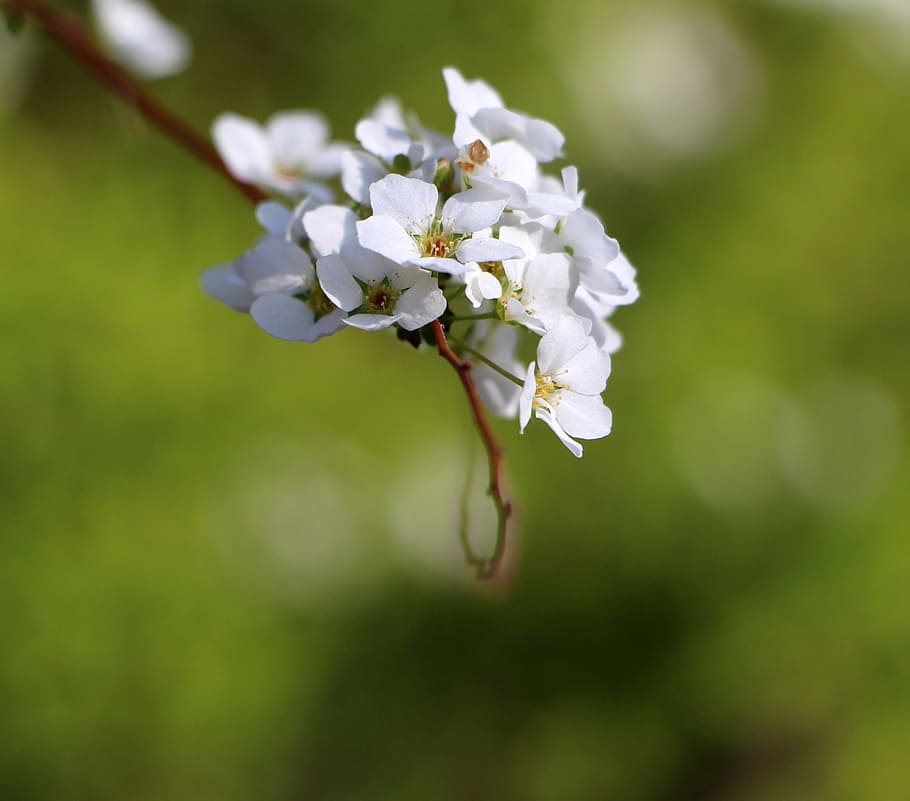 flowers, spring, white, nature, white flower, delicate, fragile HD wallpaper