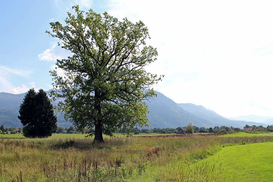 landscape, chiemgau, tree, individually, meadow, distant view HD wallpaper