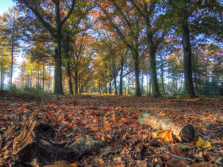 brown dried leaves under trees, autumn, forest, land, plant HD wallpaper