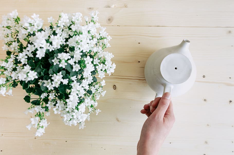 Summer flowers and teapot, nature, objects, human Hand, holding HD wallpaper