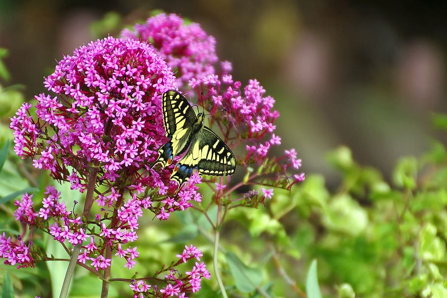 butterfly, flowers, buddleja, colors, moth, insects, butterflies HD wallpaper