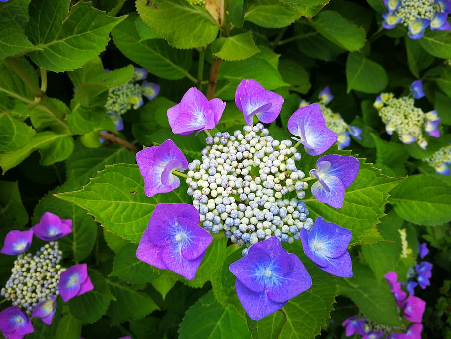 hydrangea, flower, plant, flowering plant, beauty in nature HD wallpaper