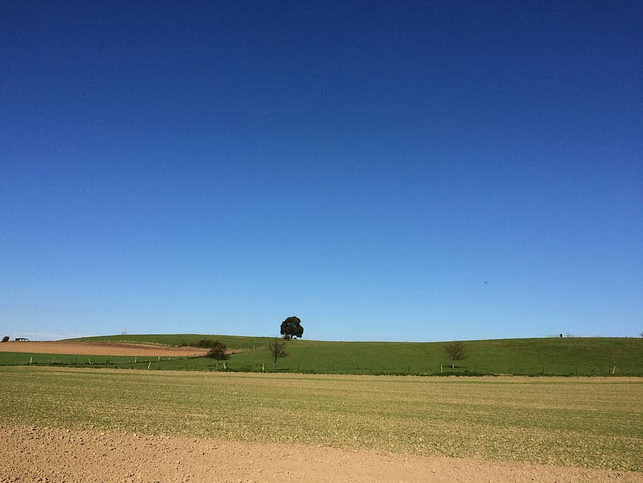 tree, field, sky, blue, landscape, copy space, environment HD wallpaper