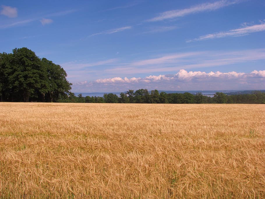 cornfield, tree, summer, land, landscape, sky, plant, agriculture HD wallpaper