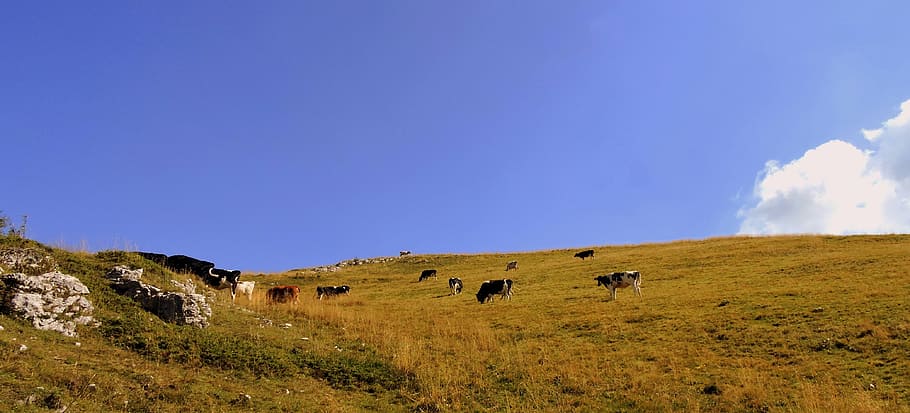 herd, cow, pasture, prato, animals, bovino, mountain, green, HD wallpaper