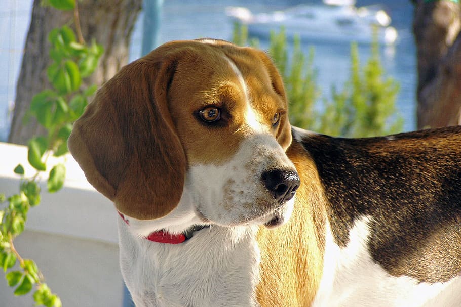 selective focus photography of tricolor beagle at daytime, dog HD wallpaper