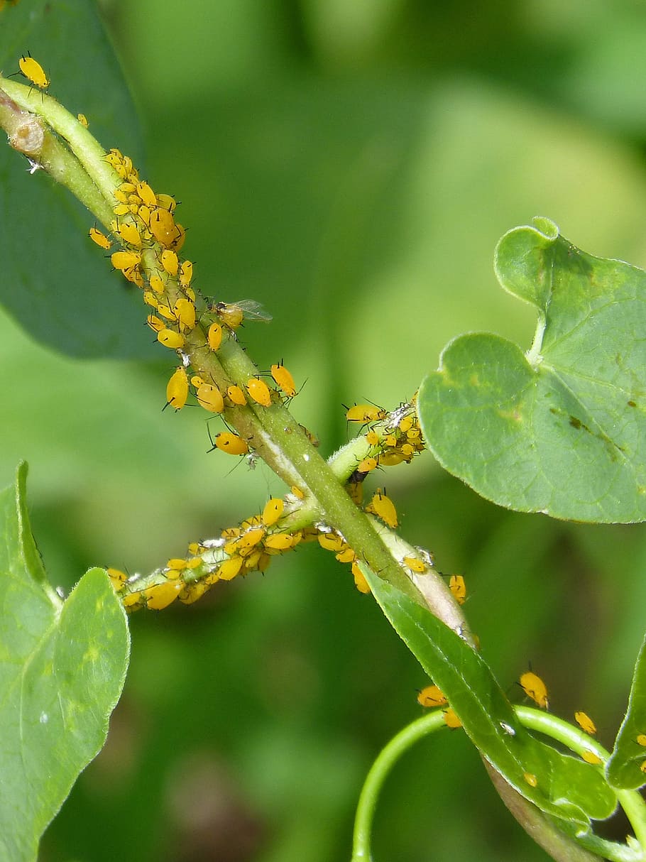 aphids, plague, plants, infested, insects in plant, leaf, plant part HD wallpaper
