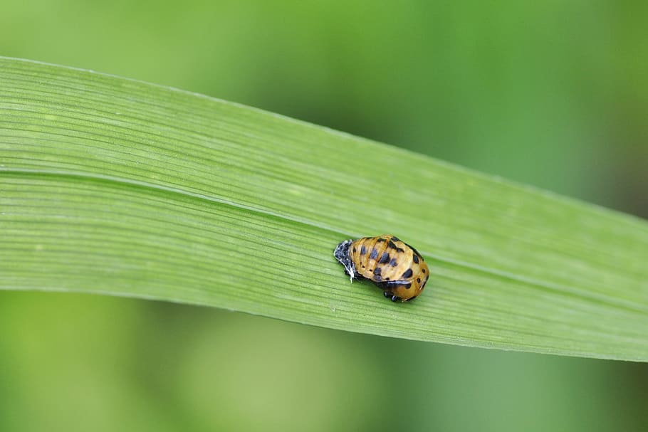 Ladybug, Doll, Asian, Leaf, harmonia axyridis, coccinellidae HD wallpaper