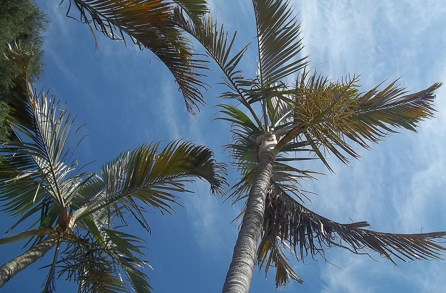 palm tree, blue sky, nature, tropical climate, plant, growth HD wallpaper