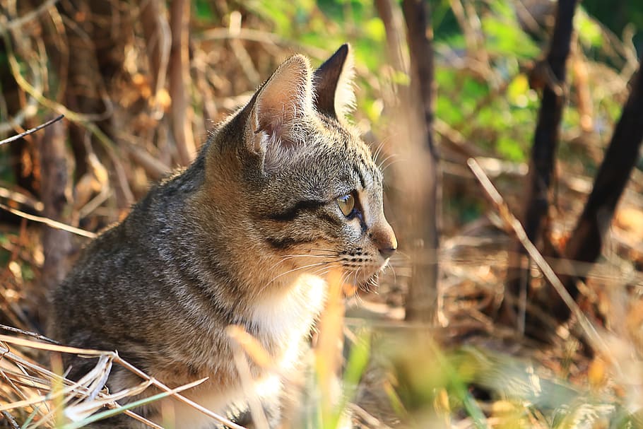 Cat, Eyes, Face, Animals, Home, cat thailand, cute cat, one animal, HD wallpaper