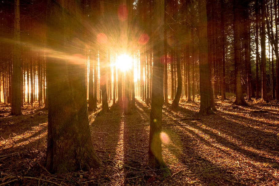 forest on fall season with sunlight view, trees, sunbeam, nature HD wallpaper