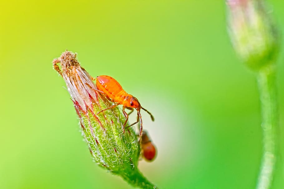 bug, insect, india, animal themes, animal wildlife, invertebrate HD wallpaper
