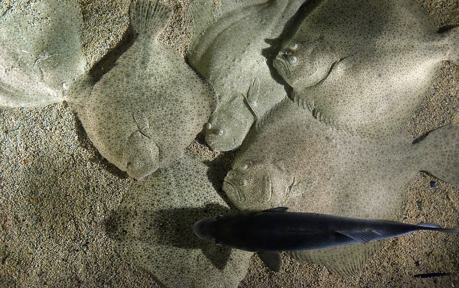 rays, fish, bottom, animal, no people, nature, sand, vertebrate HD wallpaper