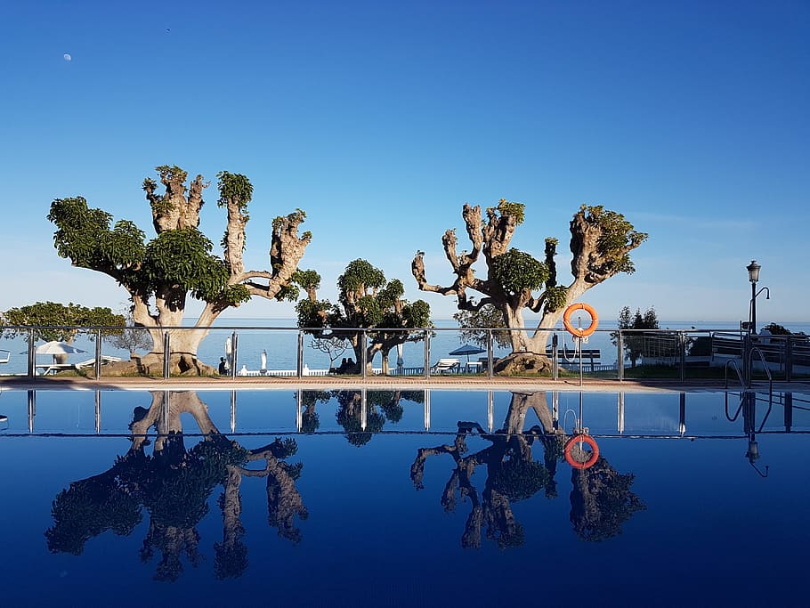 two trees near swimming pool, Sky, Highlights, Mirror, Summer HD wallpaper
