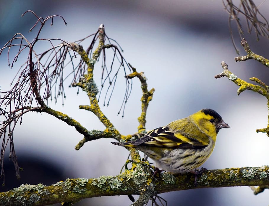 yellow bird in shallow focus, tit, nature, animal, branch, wildlife HD wallpaper