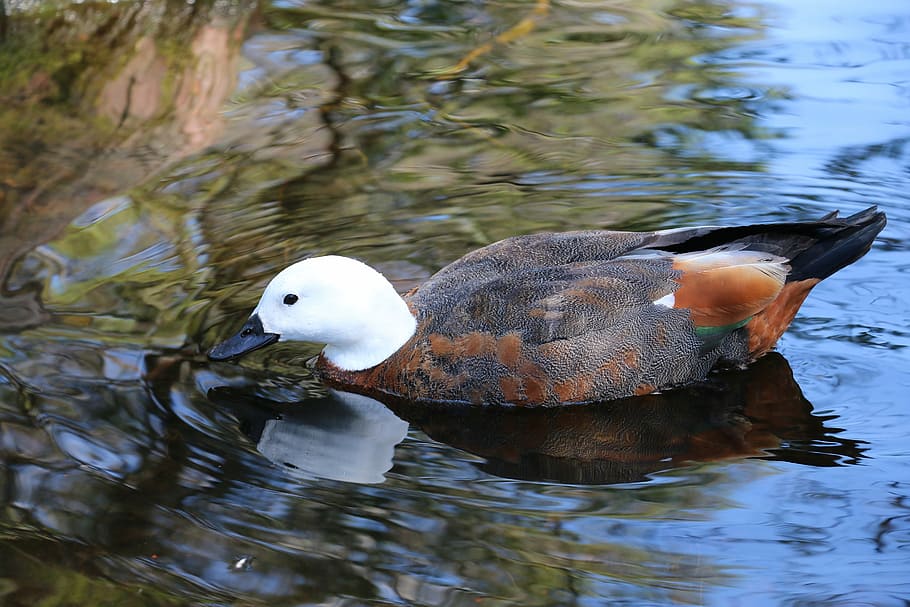 Duck, Pond, Bird, one animal, reflection, water, animals in the wild HD wallpaper