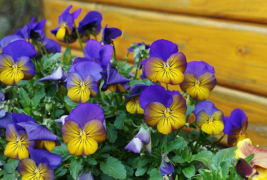 purple and yellow petaled flowers, spring, pansy, 400–500 HD wallpaper