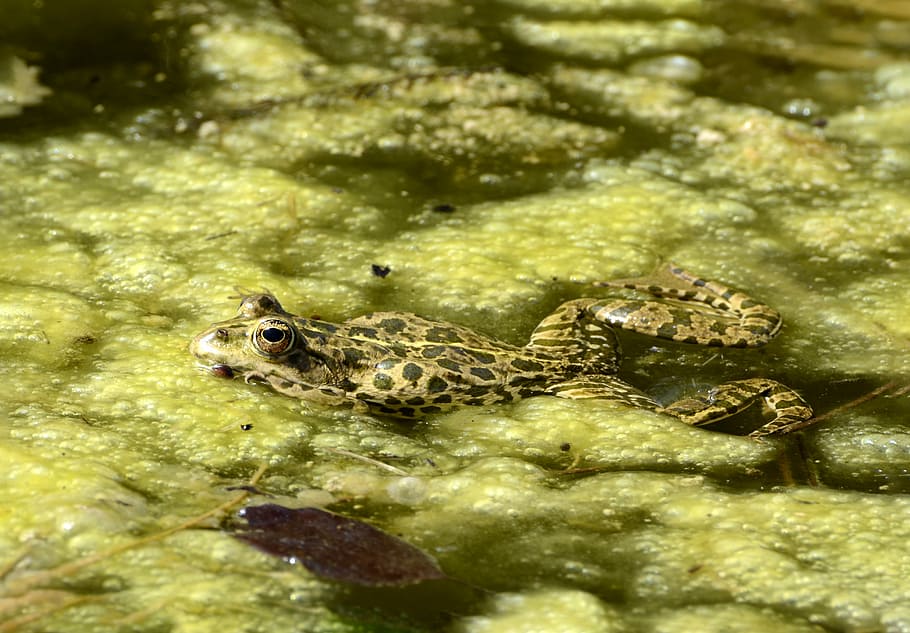 green and black frog, animal, nature, creature, pond, eyes HD wallpaper