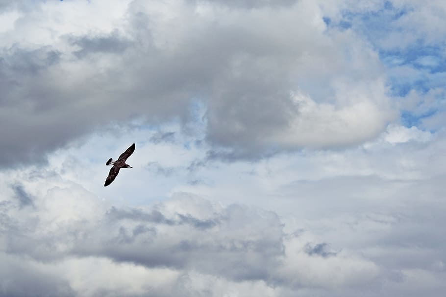 bird, clouds, fly, sky, seagull, water bird, flight, animal HD wallpaper
