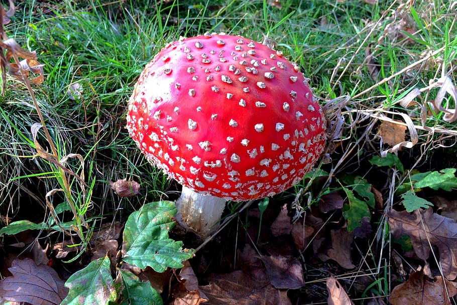 mushroom, toxic, red, growth, plant, fly agaric mushroom, food HD wallpaper