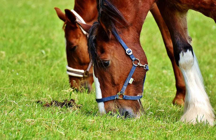 two brown-and-white horses eating grasses while wearing harnesses