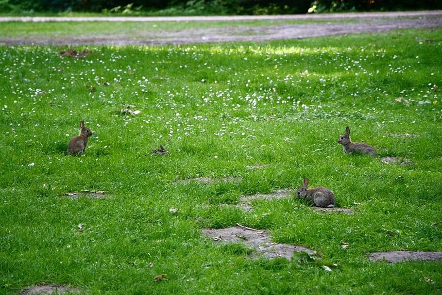 rabbits, grass, cute, plant, animal themes, group of animals HD wallpaper