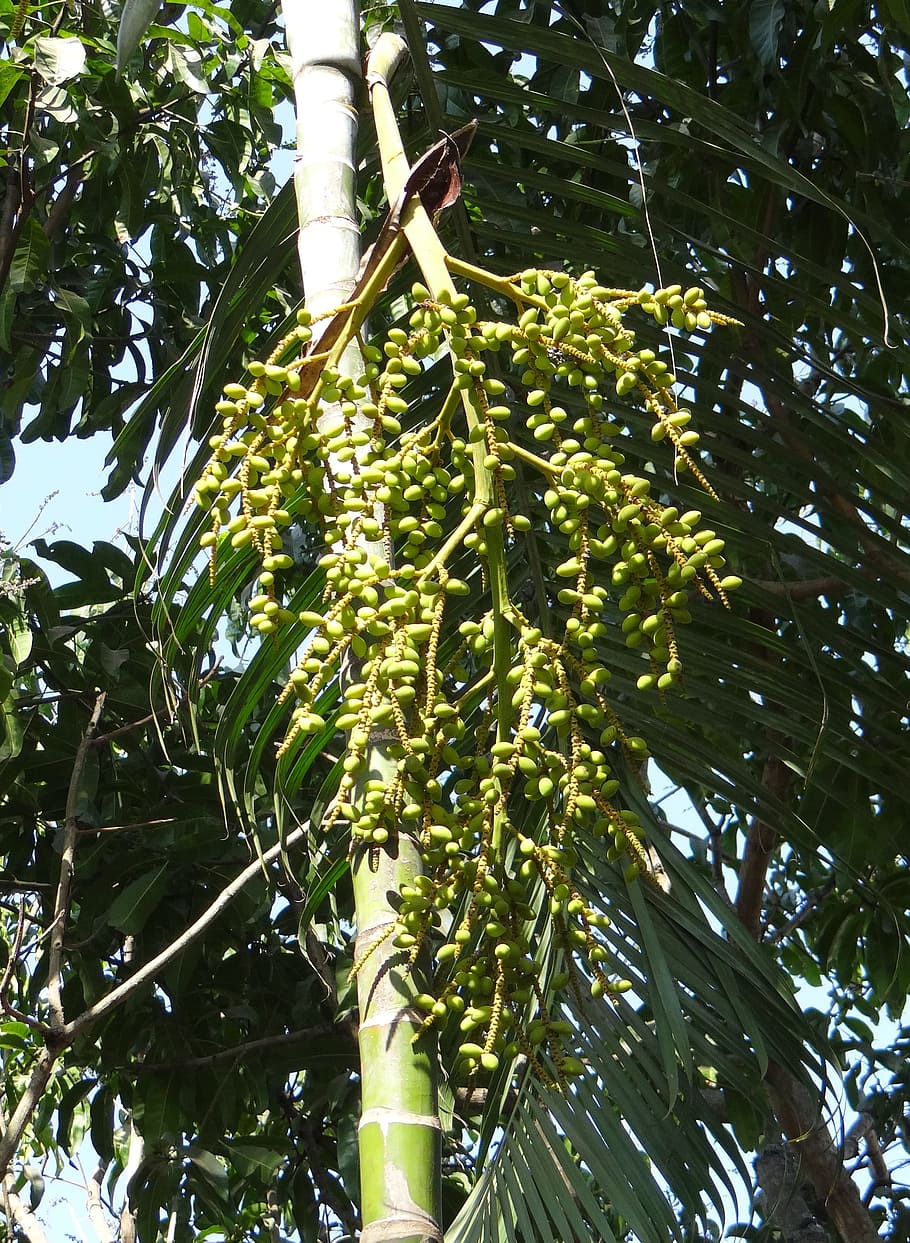 Palm, Bamboo, Ornamental, Tree, Stem, nuts, growing, tender HD wallpaper