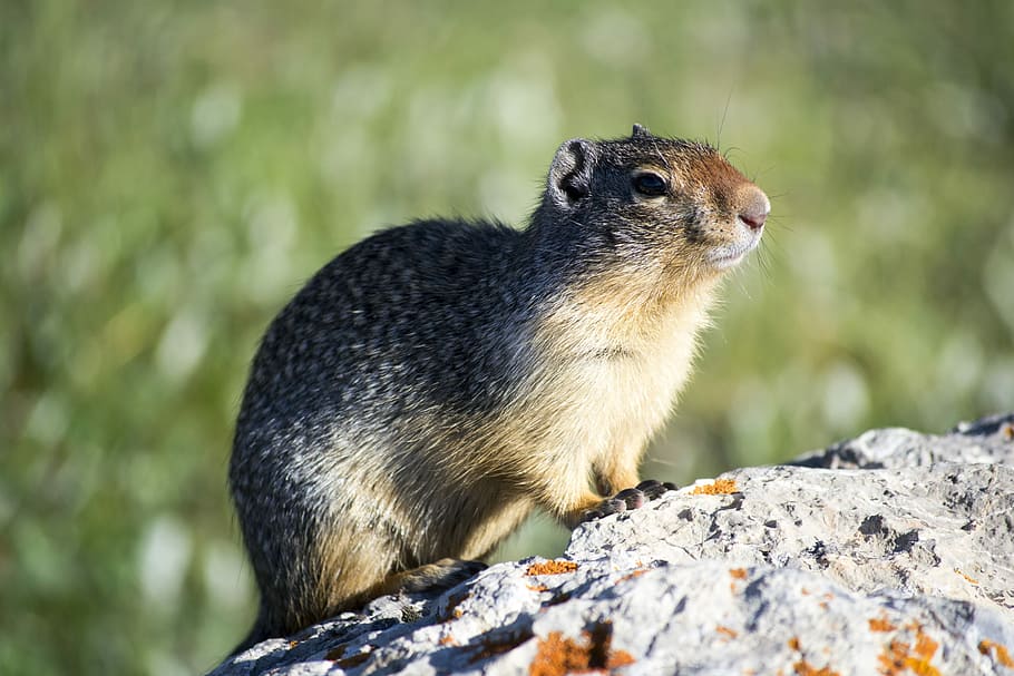 selective focus photography of brown rodent, Highway, Mountain HD wallpaper