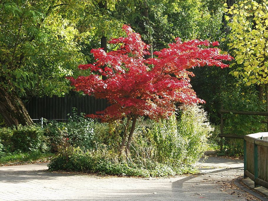 japanese maple, tree, fall foliage, coloring, bright red, nature HD wallpaper