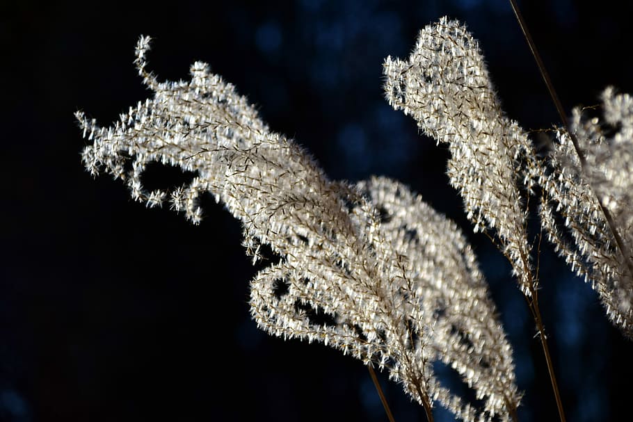 Grass, Seed, Close, Nature, grass seed, blade of grass, plant HD wallpaper