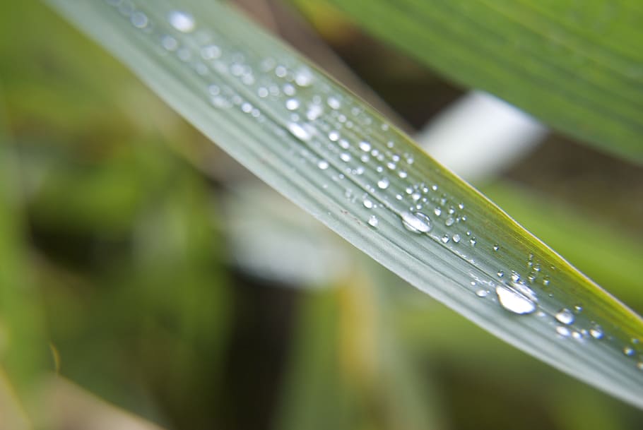 rocio, garden, rain, leaf, plant, wet, water, drop, growth HD wallpaper