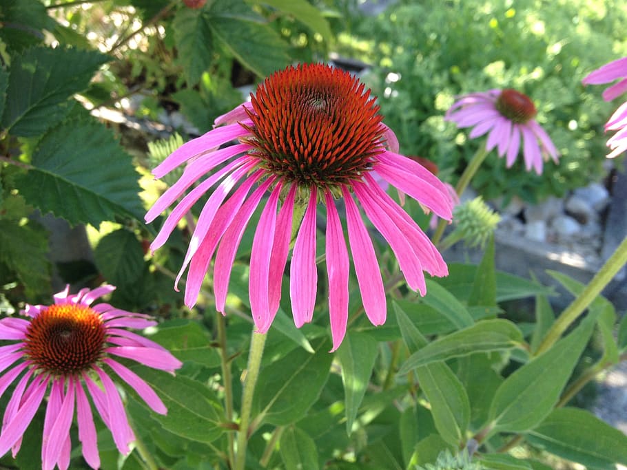 flower, echinacea, purple, flowering plant, coneflower, freshness HD wallpaper