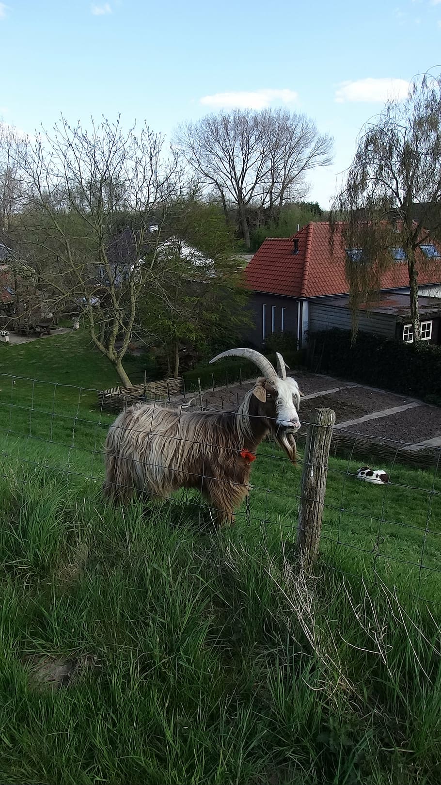 goat, goats, meadow, browser, geitekop, animals, mammal, mischievous goat HD wallpaper