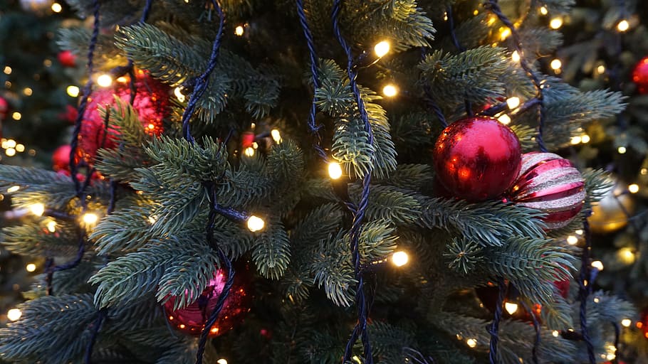 christmas, tree, christmas tree, holiday, christmas trees, winter, HD wallpaper
