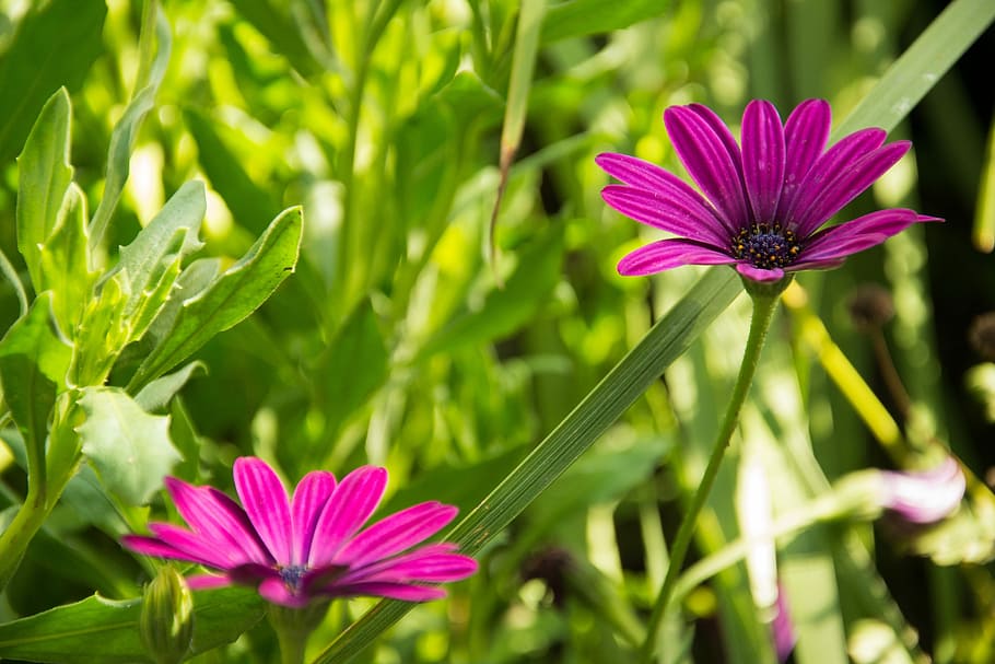 flower, plant, nature, spring, flowering plant, beauty in nature HD wallpaper