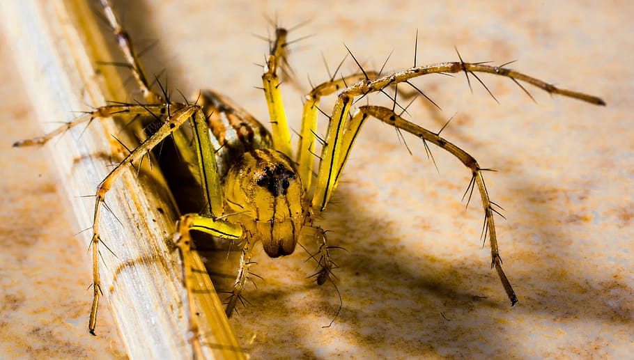 Small, Spider, Arachnids, Close, small spider, agriculture HD wallpaper